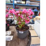 Potted pink flowering azalea