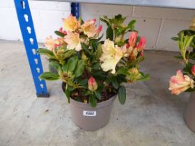 Potted Nancy Evans rhododendron