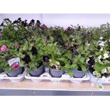 Tray containing 15 mixed petunias
