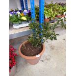 Potted Holly plant