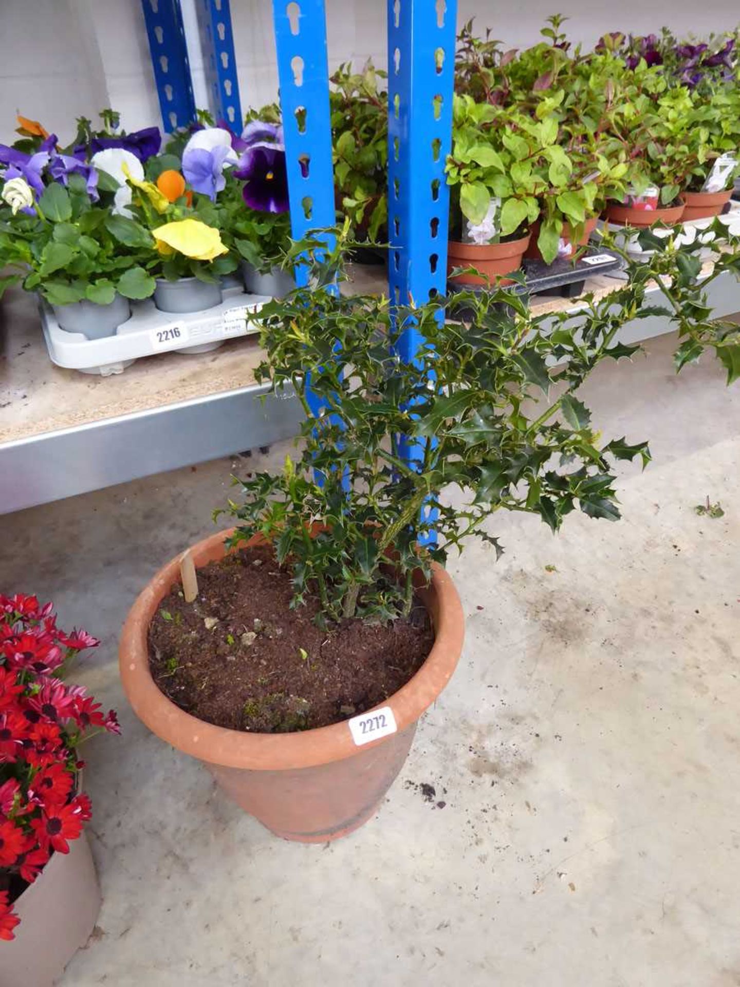 Potted Holly plant