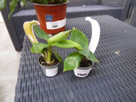 Pair of Young banana trees