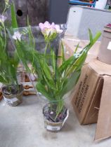 +VAT Potted freesia smarty