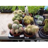 Tray containing 6 mixed cacti