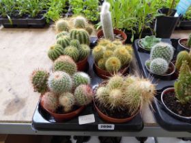 Tray containing 6 mixed cacti