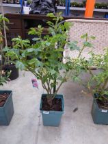 Potted blessings hybrid tea rose