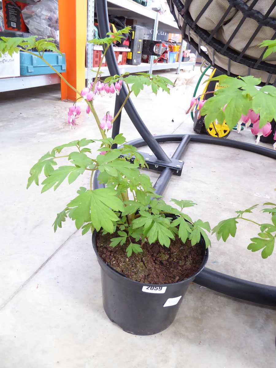 Potted bleeding heart