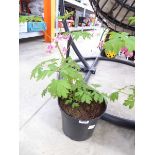 Potted bleeding heart