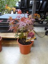 Potted atropurpureum acer