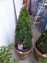 Large potted conical shaped buxus shrub in brown ceramic pot