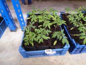 Tray containing 12 tomato plants