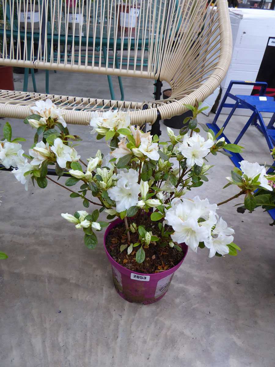 Large potted azalea bloom champion white