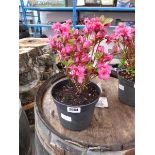 Potted pink flowering azalea