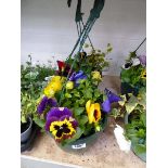 Pair of pre planted hanging baskets