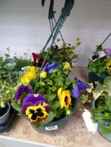 Pair of pre planted hanging baskets