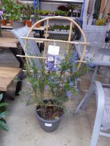 Large potted Ceanothus Concha on trellis