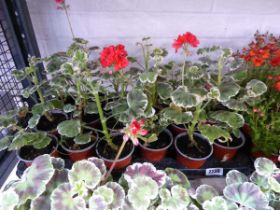 Tray containing 18 Caroune Smidt geraniums