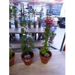Pair of potted Fuchsia bushes (varieties Pennine and pink Fantasia)