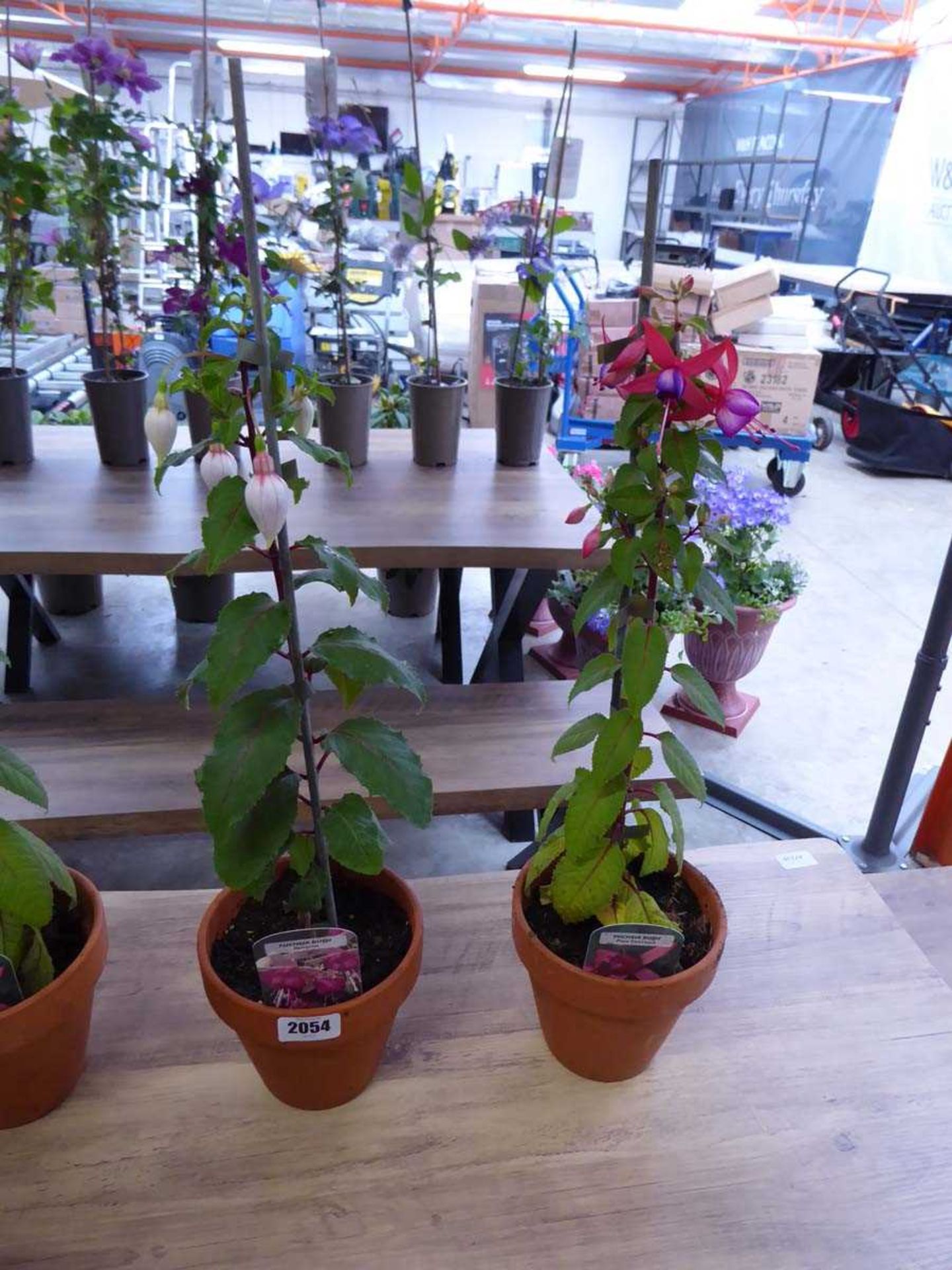 Pair of potted Fuchsia bushes (varieties Pennine and pink Fantasia)