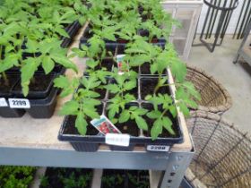 2 trays of Gardeners Delight tomato plants