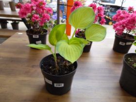 Potted Hosta