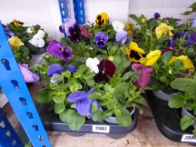 Tray containing 12 pots of Pansies