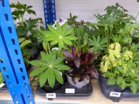 Tray containing 8 pots of mixed perennial plants to include Lupins, Lobelia, etc