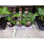 Tray containing 15 pots of Cambridge Favourite strawberry plants