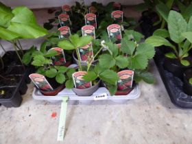 Tray containing 15 pots of Cambridge Favourite strawberry plants