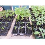 3 trays of mixed salad plants incl. chiles, tomatoes and cucumbers