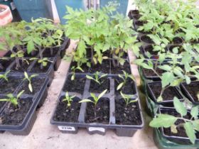 3 trays of mixed salad plants incl. chiles, tomatoes and cucumbers
