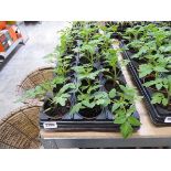 Tray containing 18 pots of Toms Roma tomato plants
