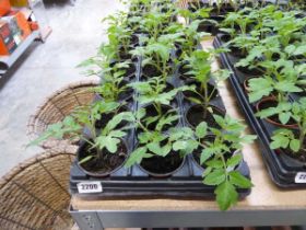 Tray containing 18 pots of Toms Roma tomato plants