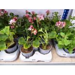 Tray containing 8 pots of geraniums