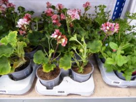 Tray containing 8 pots of geraniums