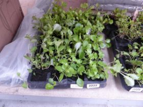 Tray containing blue trailing lobelia