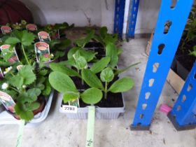 2 trays of courgettes