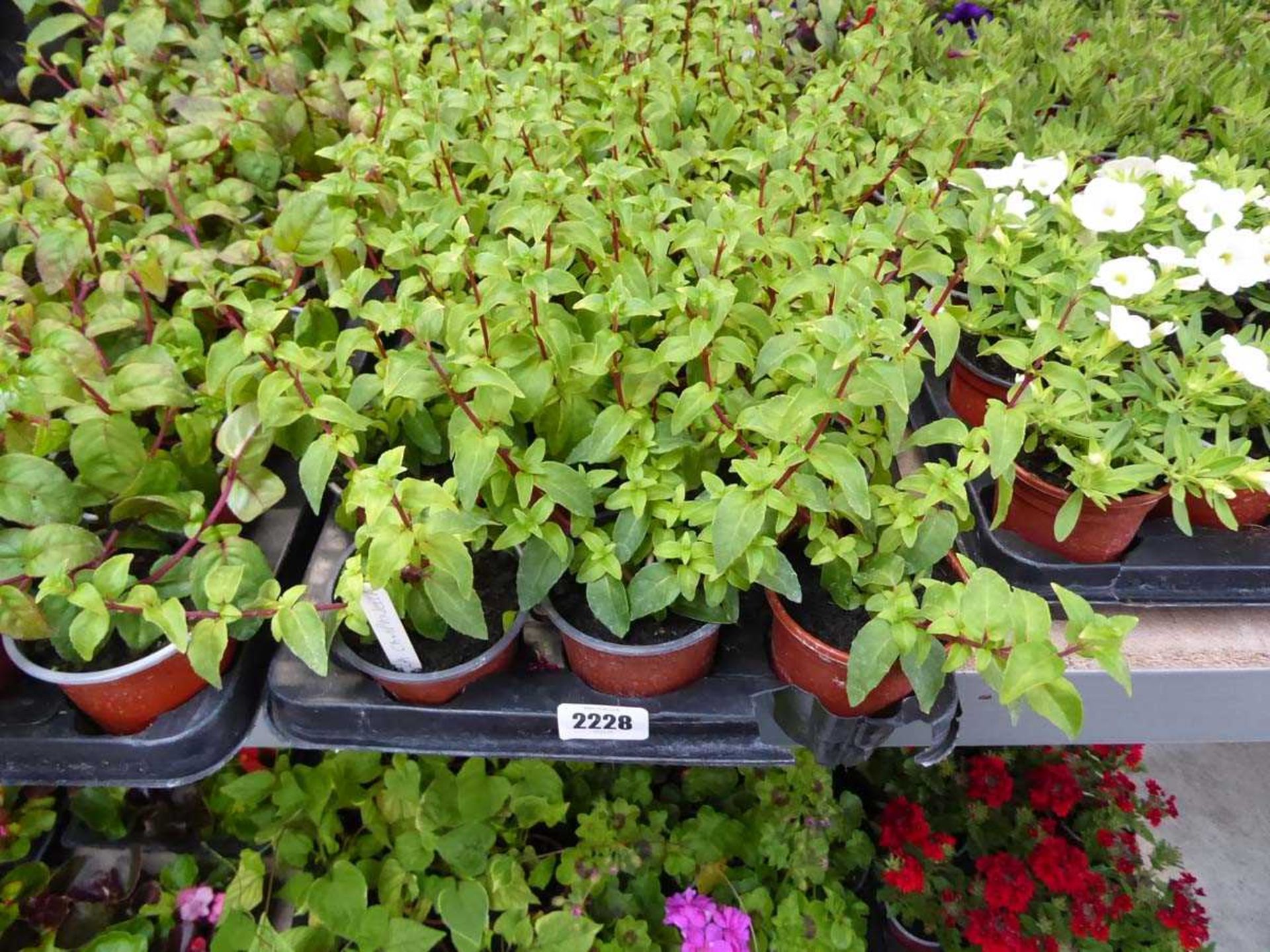 Tray containing 18 trailing white King fuchsias