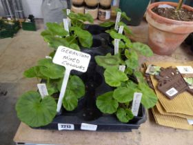 Tray containing 10 mixed geraniums