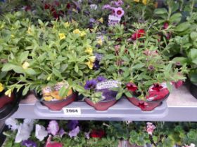 Tray containing 9 pots of mixed Calibrachoa