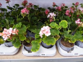 Tray containing 8 pots of geraniums