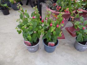 Pair of potted fuchsia bushes