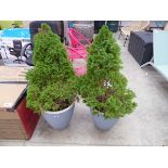 Pair of large potted Pileas in pots