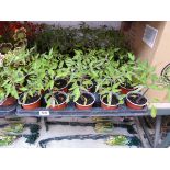 Tray containing 18 Alicante tomato plants