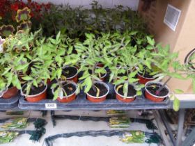 Tray containing 18 Alicante tomato plants