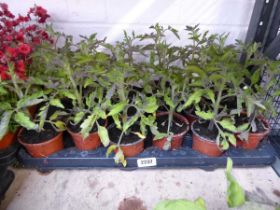 Tray containing 15 beef steak tomato plants