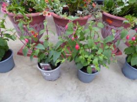 Pair of potted fuchsia bushes