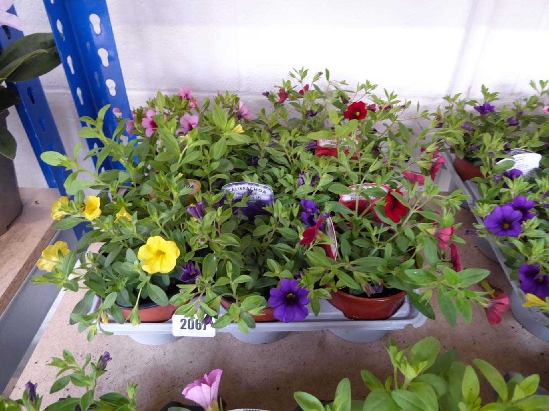 Tray containing 9 pots of mixed Calibrachoa