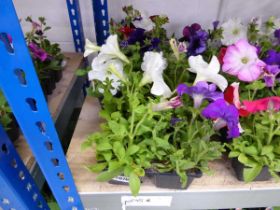 3 trays of mixed Petunias