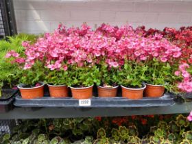 Tray containing 18 pink diascia